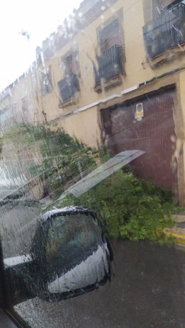 Arbol caído durante la tormenta en una calle de Mérida