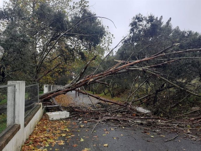 Archivo - Arbol caído en la carretera de acceso al polígono El Tejarejo en Zalamea la Real. (Foto de archivo).