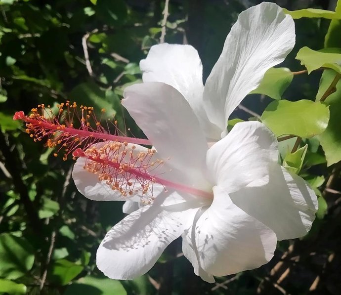 El hibisco de Arnott, planta del mes de septiembre en el Jardín Botánico Histórico La Concepción.