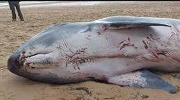 Aparece el cadáver de un cachalote pigmeo en la playa del Regatón de Laredo