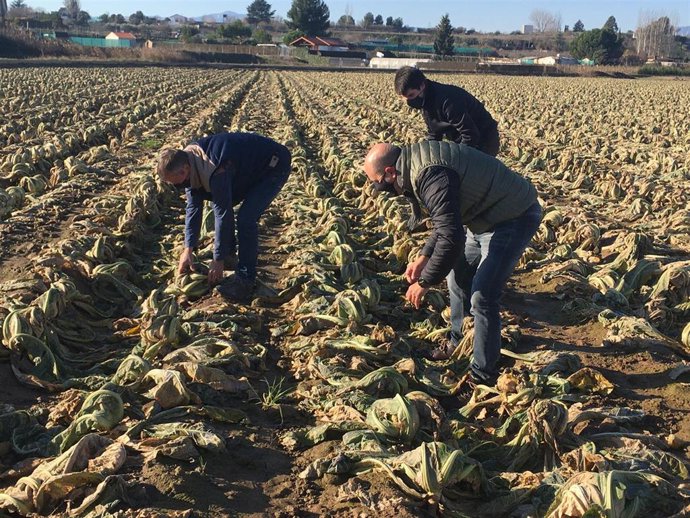 Archivo - Daños en cultivos por riadas en La Rioja en pasadas convocatorias