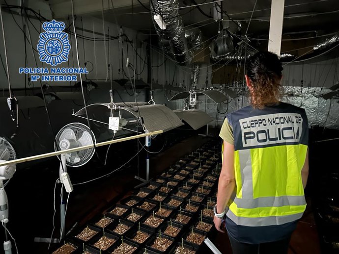 Plantación de marihuana hallada por la Policía Nacional en Magán