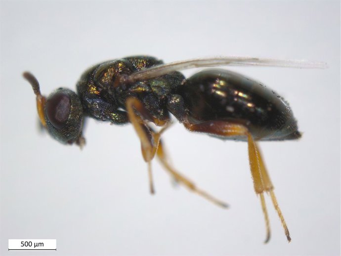 Ejemplar adulto de la avispilla Nasonia vitripennis, hospedador natural de la bacteria Arsenophonus nasoniae.