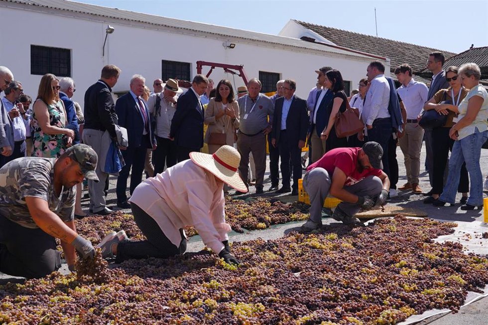Varios campesinos hacen una selección de uvas PX en Montilla ante el ministro de Agricultura, Pesca y Alimentación en funciones, Luis Planas, y las delegaciones que asisten a la Reunión Informal de Ministros (RIM) de Agricultura de la Unión Europea.
