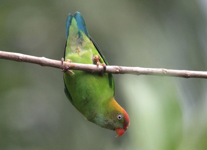 El loro colgante de Sri Lanka (Loriculus beryllinus) vive sólo en Sri Lanka. Es una especie muy rara a nivel mundial, lo que significa que hay pocos individuos.