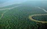 Foto: El Niño "apaga" el sumidero de carbono de los bosques sudamericanos