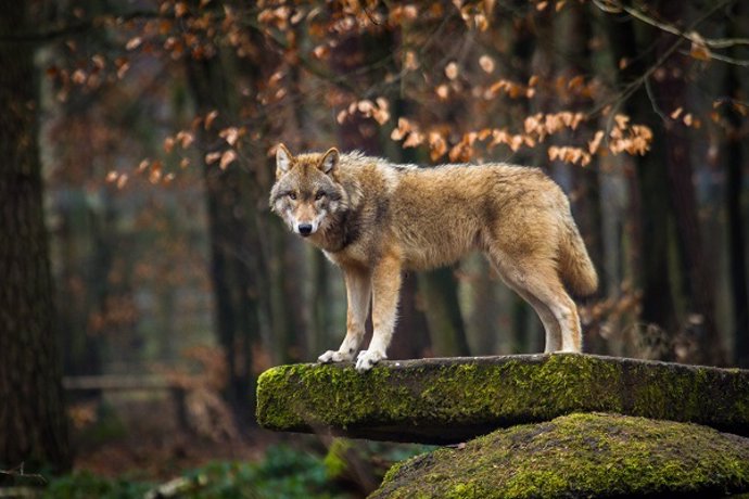 Archivo - Imagen de un lobo.