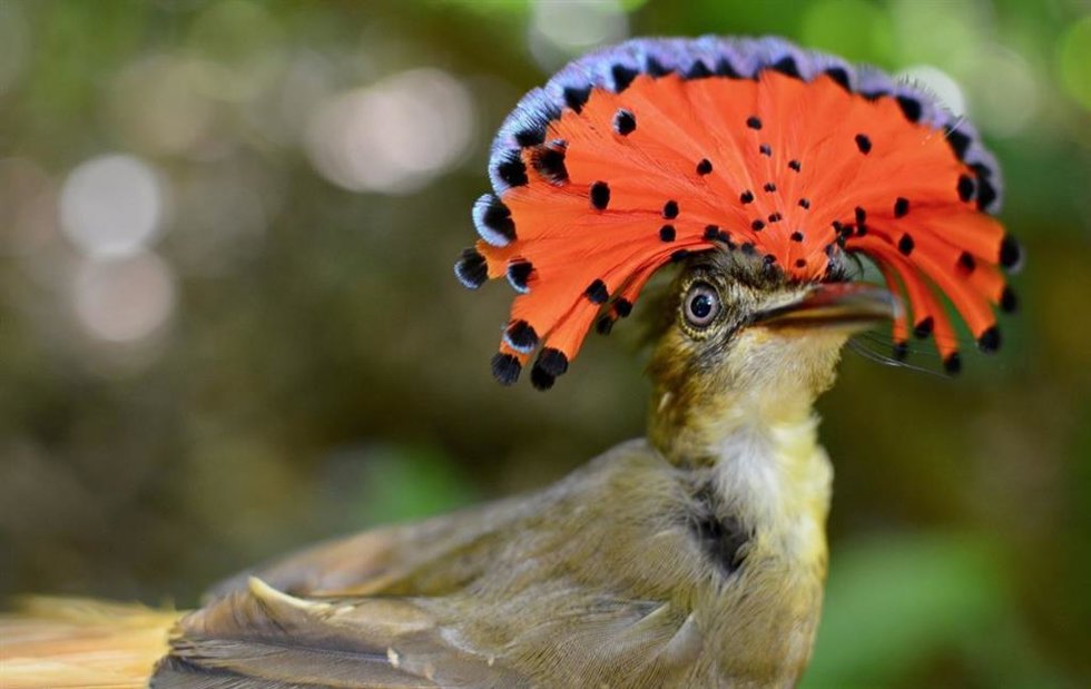 Un llamativo macho de Royal Flycatcher hace alarde de su vibrante cresta roja y azul. Esta cautivadora especie ejemplifica la diversa y única avifauna de Costa Rica, subrayando la importancia de preservar los hábitats para sustentar dicha biodiversidad.