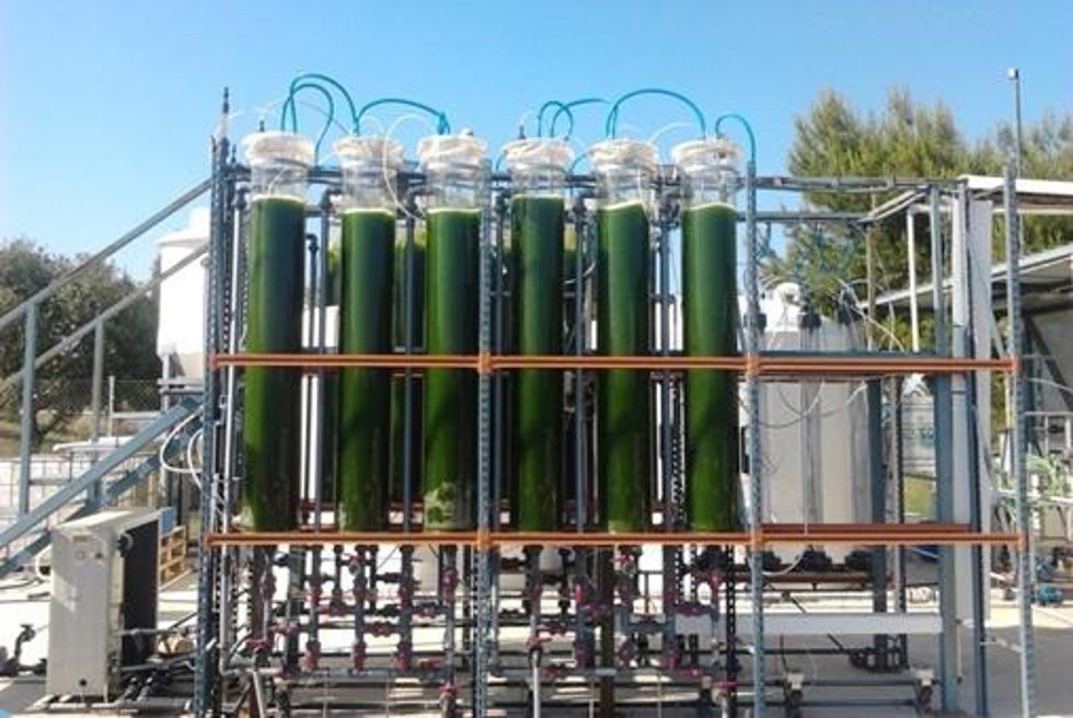 Espirulina