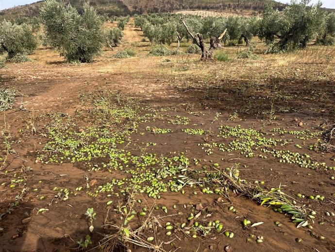 Olivar afectado por la DANA