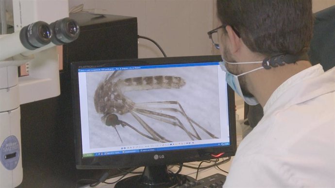 Archivo - Investigadores estudian el mosquito que transmite el virus del Nilo.