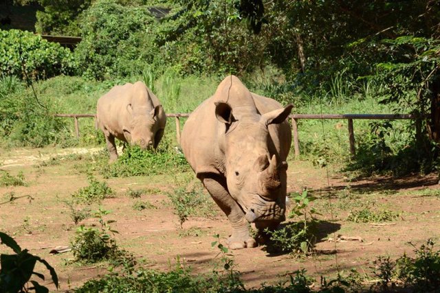 Archivo - Dos rinocerontes blancos en un centro de conservación en la ciudad de Entebbe, en Uganda