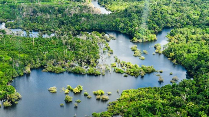 Archivo - Vista aérea de la selva amazónica