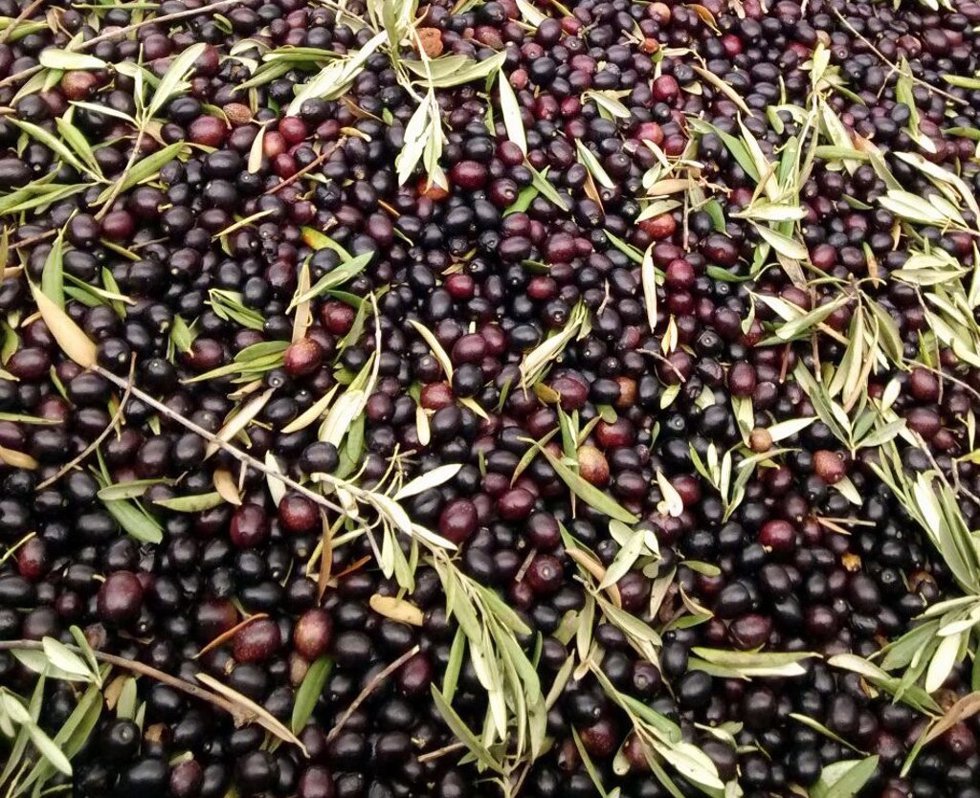 Aceitunas