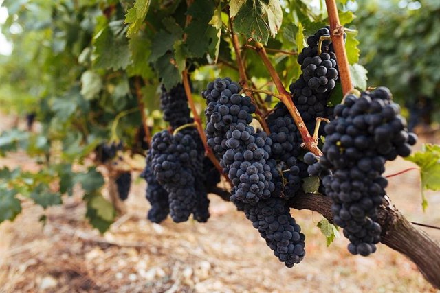 Ell quinto Boletín de Maduración emitido por el Consejo Regulador de la DOCa Rioja para la campaña de vendimia 2023 revela un ligero aumento del peso de la uva.