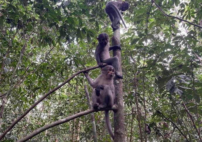 Los simios y los primeros humanos desarrollaron brazos más flexibles que los monos, como los mangabeys que se muestran aquí, para salir de los árboles con seguridad.