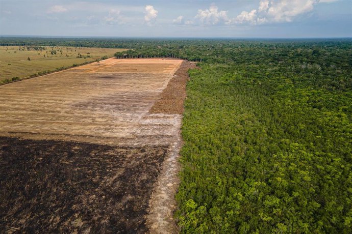 Archivo - 07 September 2021, Brazil, Porto Velho: Flames rip through the rainforests of the Amazon tropical region in Porto Velho. Photo: Fernando Souza/ZUMA Press Wire/dpa