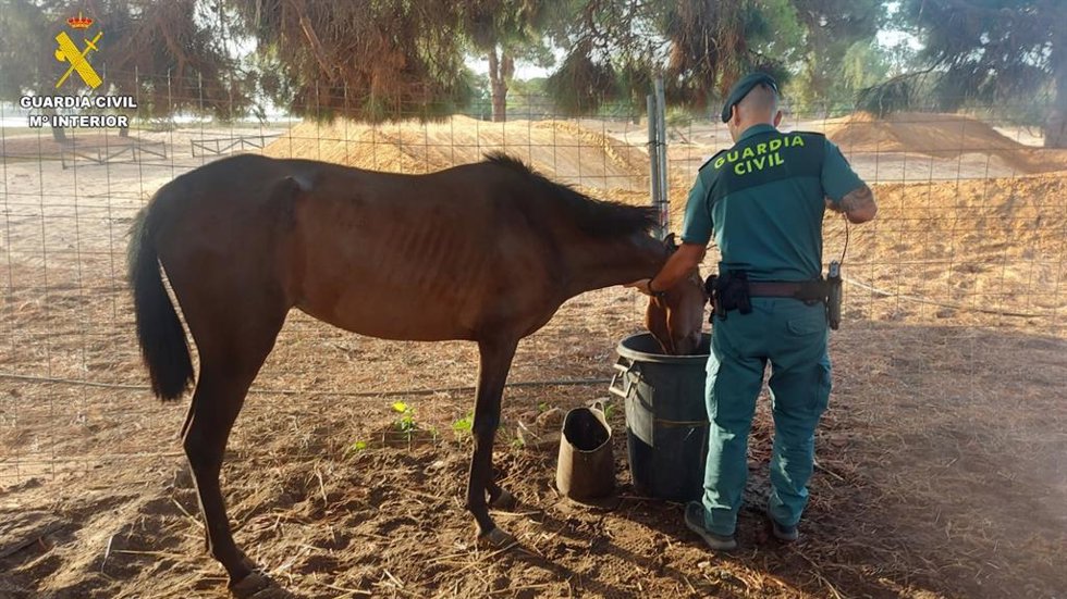 La Guardia Civil investiga a una mujer en Punta Umbría (Huelva) por su presunta participación en un delito de maltrato animal ya que no prestaba los cuidados necesarios a sus caballos.