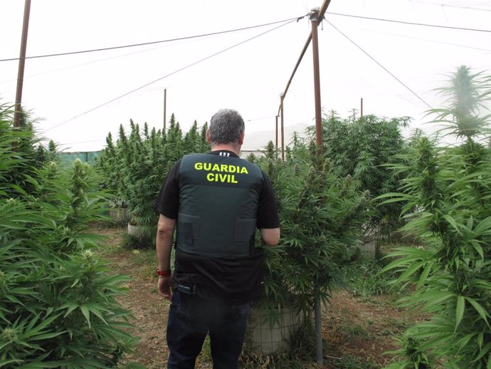 Plantación de marihuana desmantelada por la Guardia Civil.