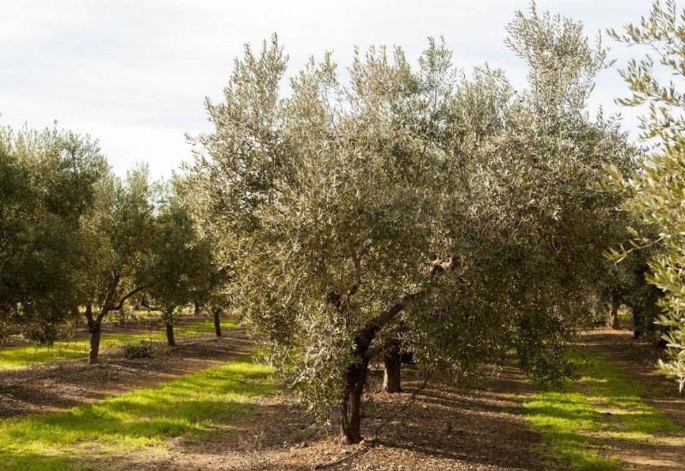 Olivar en la Comunitat Valenciana