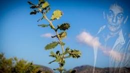 La UIB planta un roble en mmeoria de Agustí Villaronga.