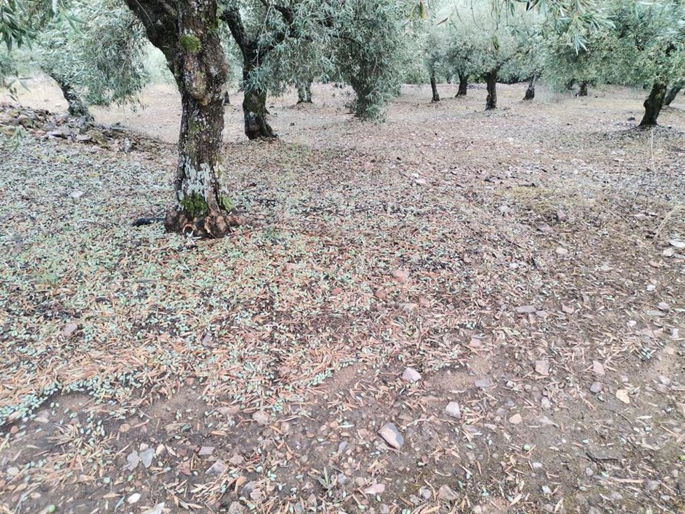 Efectos de la DANA en el campo en Fuenlabrada de los Montes