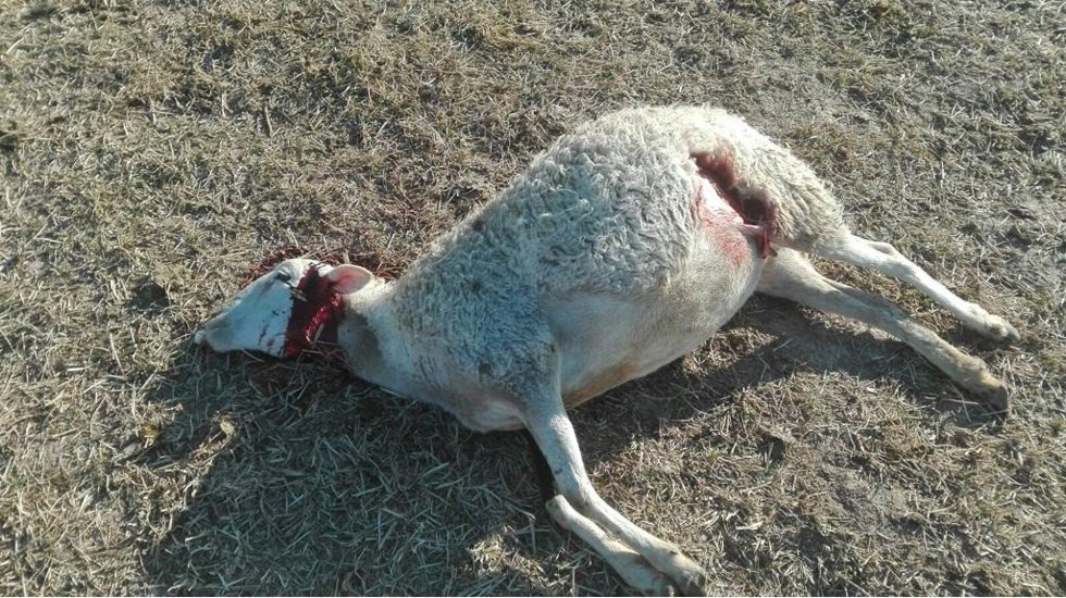 Archivo - Una de las ovejas que ha muerto tras el ataque de un lobo en Novillas