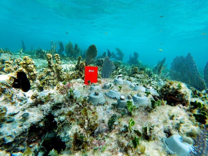 Archivo - RIU Hotels & Resort.