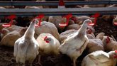 Foto: Sanidad mantiene el riesgo asociado a la gripe aviar como muy bajo para la población general