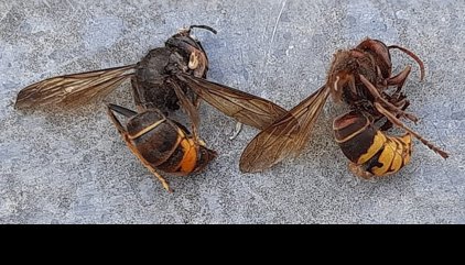 Activado un protocolo de actuación de emergencia tras detectarse un ejemplar de avispa Vespa Velutina en la Comunitat