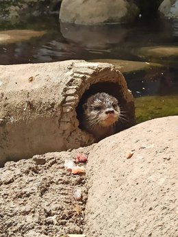 Cría de nutria asiática de garra corta.