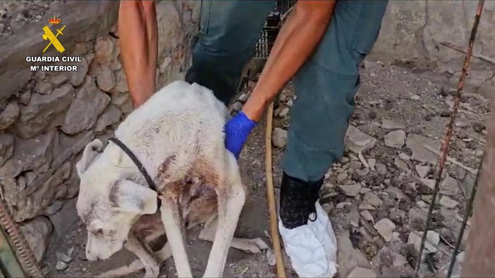Un agente con el perro que lograron rescatar aún con vida.