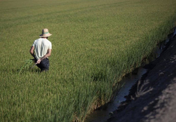 Archivo - Un jornalero durante su labor, escardar arroz, en un arrozal en Isla Mayor, en foto de archivo.