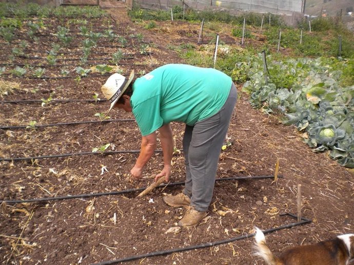 Archivo - Agricultor, agricultura, cultivo, sector primario