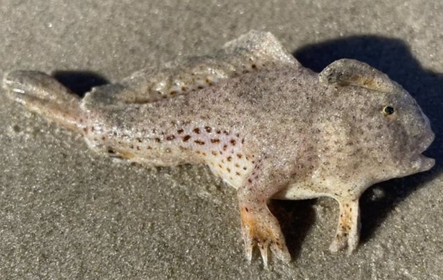 Ejemplar de pez mano descubierto en Tasmania