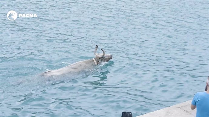 Imagen de archivo de un toro en el agua en la celebración de bous a la mar.