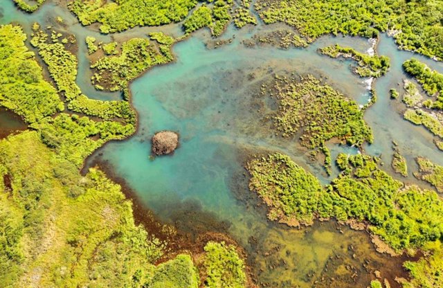 Una presa de castores de 100 metros, a la izquierda, crea un gran estanque para castores en la península de Seward, en el oeste de Alaska.