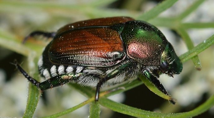 El escarabajo japonés (Popillia japonica) está presente ya en varios países europeos y es capaz de causar importantes daños en prados, bosques y plantaciones agrícolas.