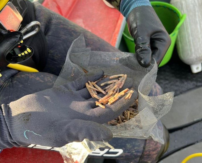 Ejemplares de navaja cofradía de Ribeira, en A Coruña