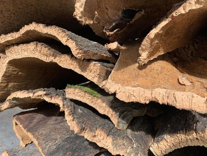 Archivo - Imagen de aprovechamiento de corcho.