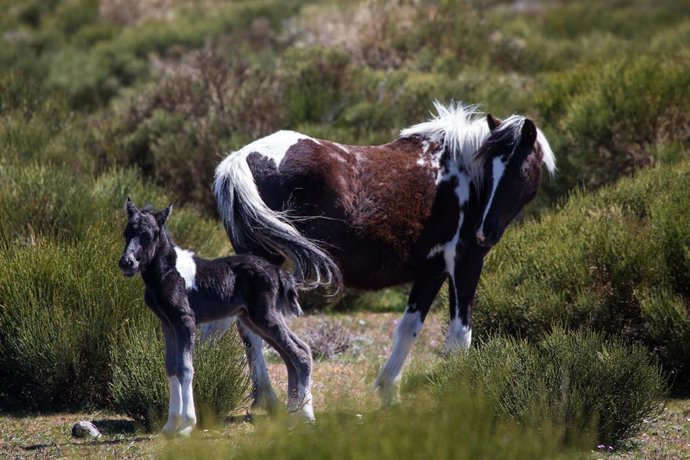 Archivo - Una yegua y un potro de la raza pottoka en el Valle del Jerte, a 10 de abril de 2023, en Piornal, Cáceres, Extremadura (España). La zoóloga especialista en doma equina y natural de Galesl, Lucy Rees, cría caballos salvajes vascos en el norte d