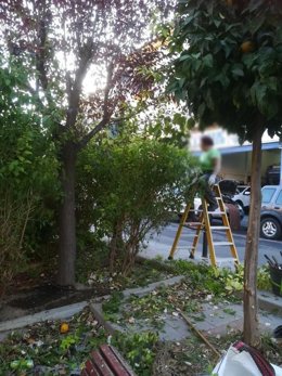 Taller de empleo de jardinería en La Zubia