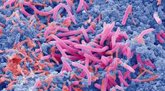 Foto: Nuevos beneficios de un intestino sano con diversidad de bacterias