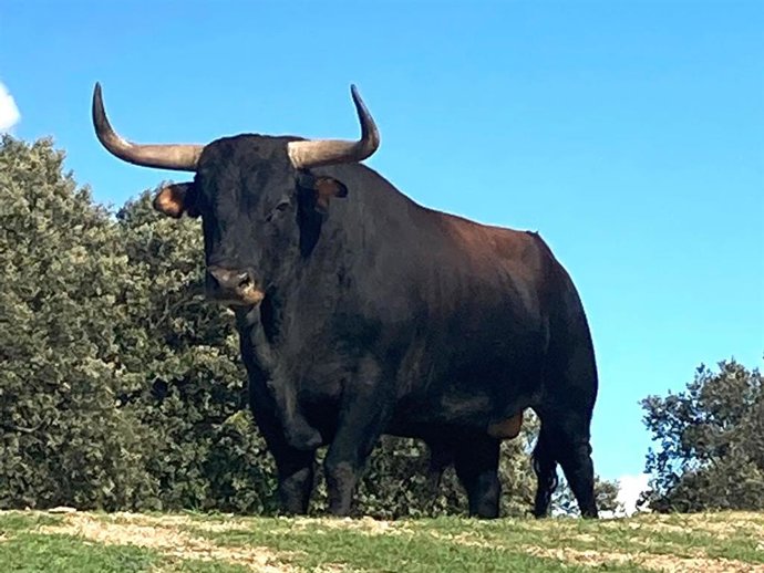 Ganadería.- AMP-Ayuntamiento de Tordesillas (Valladolid) sustituye al ejemplar del Toro de la Vega por sufrir una lesión en una pata