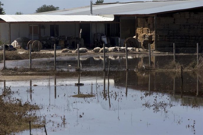 Animales muertos tras las inundaciones en Karditsa, Grecia