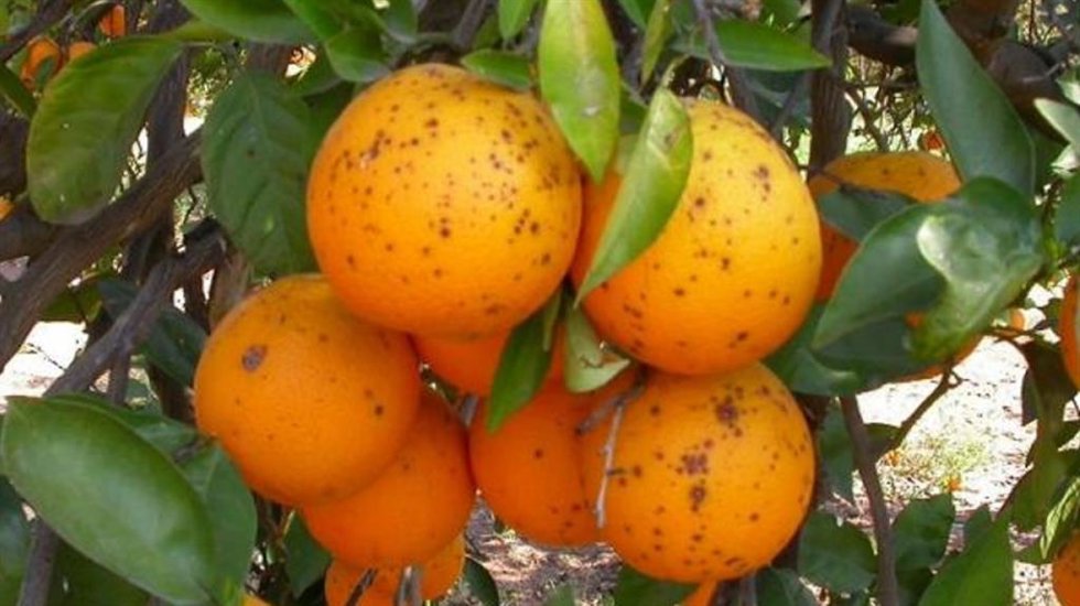 Mancha negra en cítricos