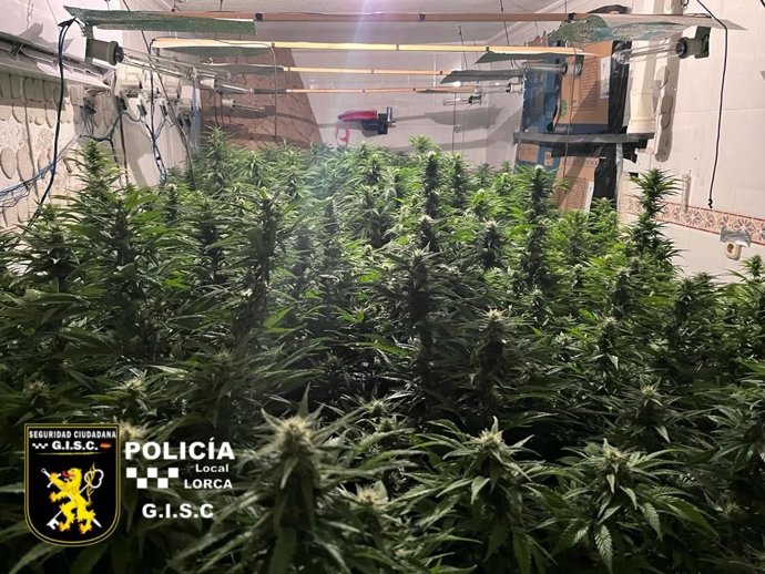 Cultivo con 108 plantas de marihuana localizado en la segunda planta de una vivienda del barrio de San Lázaro, en Lorca (Murcia)