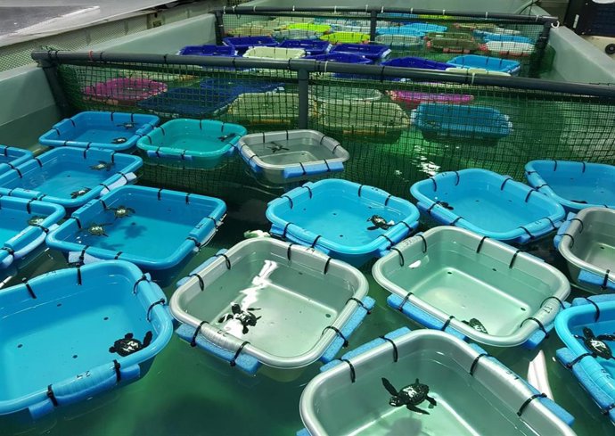 Tortugas marinas nacidas en nidos de Baleares.