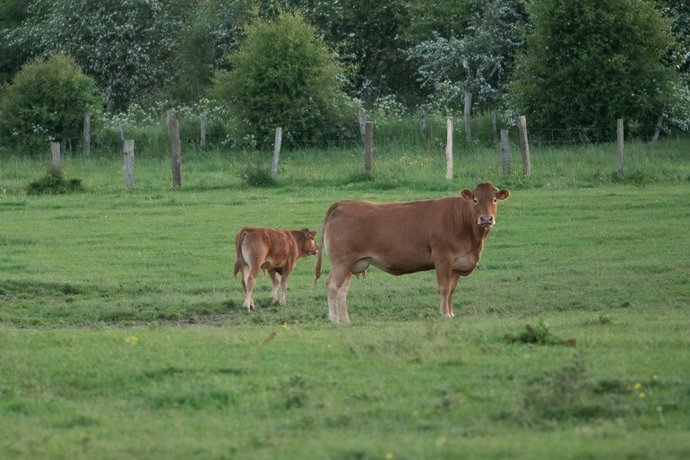 Detectados los primeros focos de enfermedad hemorrágica epizoótica en vacuno en Euskadi