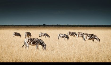 Comunicados Sociedad